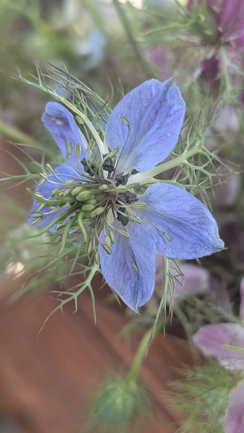 Nigella, also known as black seed oil: why it's one of our hero botanicals