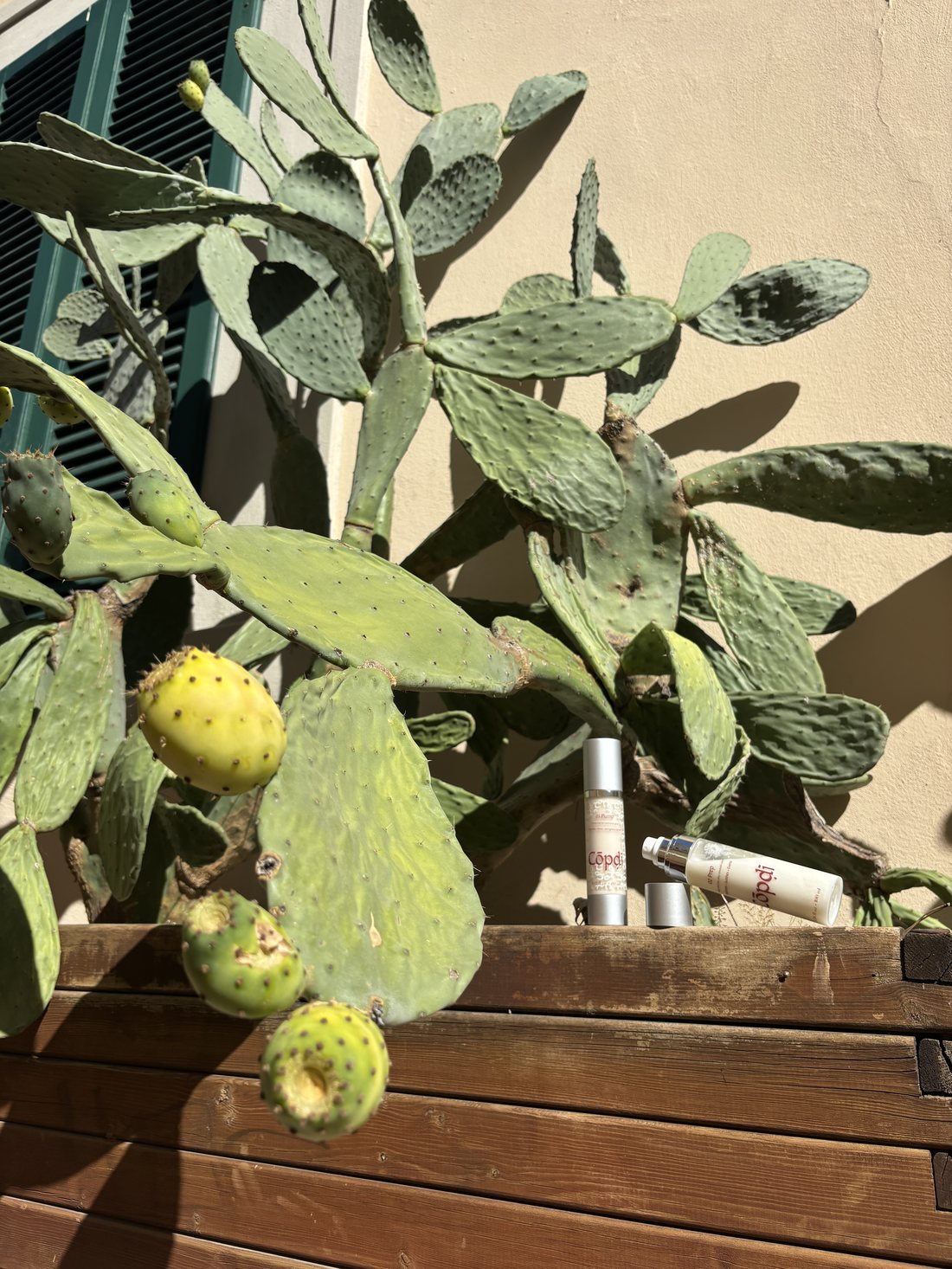 Prickly pear oil for skin: the lightest of our ancestral botanicals