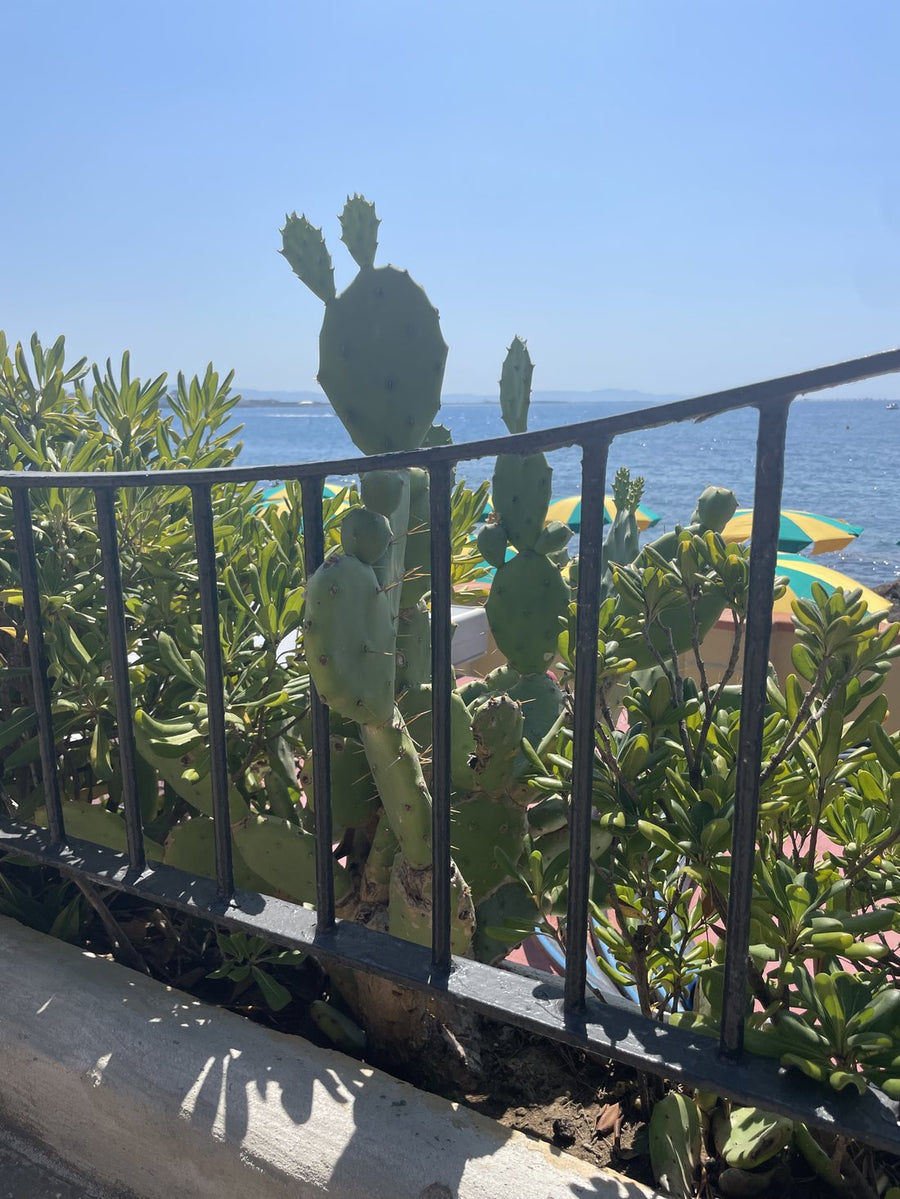 Prickly pear cactus growing by the sea on the Italian coast