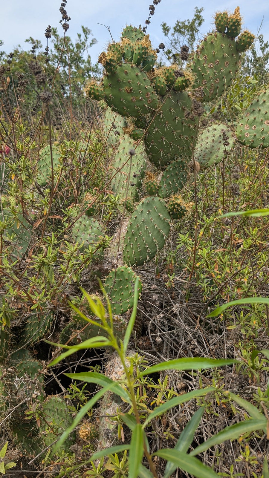 Prickly pear cactus growing wild in Los Angeles
